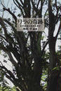 リラの奇跡