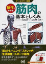 動作でわかる筋肉の基本としくみ