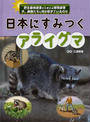 日本にすみつくアライグマ