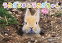 うさぎじまのうさぎちゃん