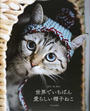 世界でいちばん愛らしい帽子ねこ