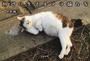 川辺に生きるノラ猫たち