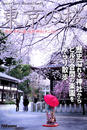 ҤŻҽҤΥϥ֥åɽŹhontoۤ㤨Tokyo Cherry Blossomκ? ࡦ(?פβǤʤ660ߤˤʤޤ