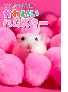 かわいいハムスター