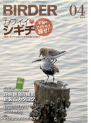 BIRDER 2013年 4月号
