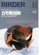 BIRDER2015年11月号
