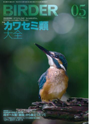 BIRDER2017年5月号