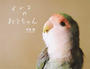 インコのおとちゃん