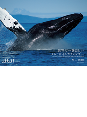 年 ワイド判カレンダー 世界で一番美しいクジラ イルカ カレンダーの通販 水口博也 紙の本 Honto本の通販ストア