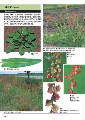 形とくらしの雑草図鑑 見分ける 身近な３００種 新版の通販 岩瀬 徹 飯島 和子 紙の本 Honto本の通販ストア