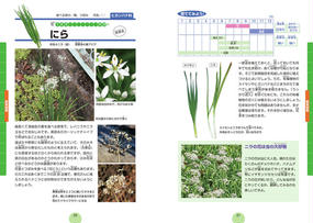 花を楽しむ野菜図鑑 タネまきから収穫までの通販 岩槻 秀明 紙の本 Honto本の通販ストア