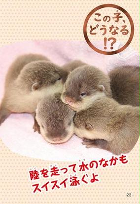 だれの子 マジで違いすぎ 動物親子写真図鑑の通販 坂東 元 講談社 紙の本 Honto本の通販ストア