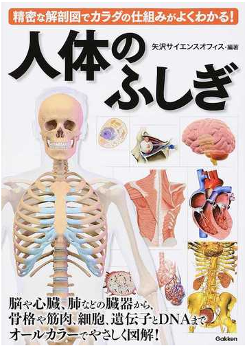 人体のふしぎ 精密な解剖図でカラダの仕組みがよくわかる の通販 矢沢サイエンスオフィス 紙の本 Honto本の通販ストア