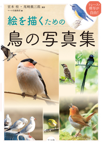絵を描くための鳥の写真集 トレース 模写が自由 の通販 宮本 桂 尾崎 親三郎 紙の本 Honto本の通販ストア