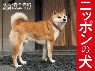 21年カレンダー ニッポンの犬の通販 岩合光昭 紙の本 Honto本の通販ストア