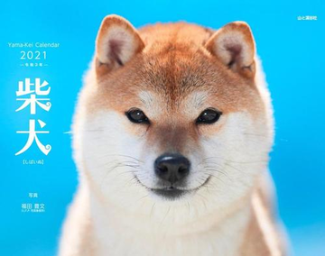 柴犬カレンダー ２０２１の通販 福田 豊文 写真 紙の本 Honto本の通販ストア