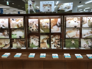 『くぅとしの　認知症の犬しのと介護猫くぅ』（辰巳出版）パネル展