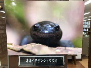 『特盛山椒魚本』（NPO法人北九州・魚部）発売記念　サンショウウオパネル展