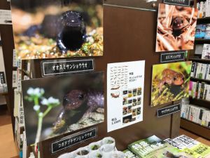 『特盛山椒魚本』（NPO法人北九州・魚部）発売記念　サンショウウオパネル展