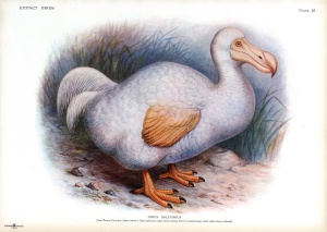 ヨーロッパアンティーク版画展 ボタニカルアートから西洋古典版画まで