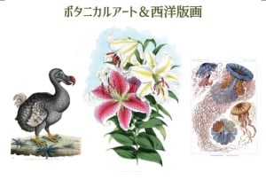 ボタニカルアート&西洋版画展