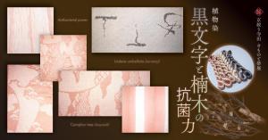 京絞り寺田　きものと帯展 京絞りの源流を探る　第10回 黒文字と楠木の抗菌力