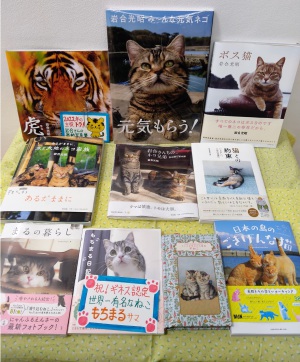 【100年に１度！？】世紀の特大ネコまつり【ニャンとおどろき！】