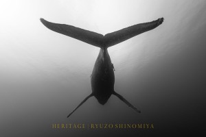 写真集「HERITAGE」発売記念  プロフリーダイバー 篠宮龍三トークイベント