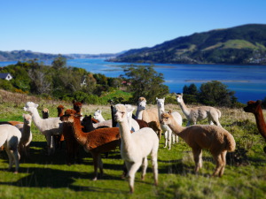 アルパカストールフェア