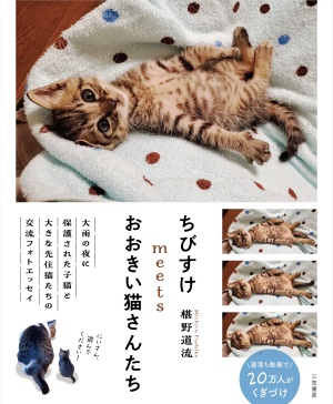 【椹野道流さん】『ちびすけｍｅｅｔｓおおきい猫さんたち』大好評発売中【フォトエッセイ】