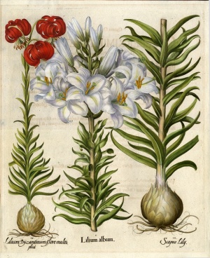 ヨーロッパアンティーク版画展  ボタニカルアートから西洋古典版画まで