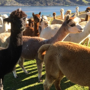 新春　アルパカストールフェア