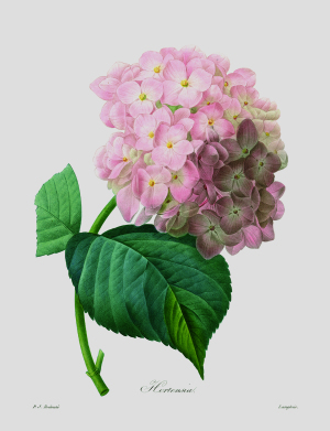 ヨーロッパアンティーク版画展  ボタニカルアートから西洋古典版画まで