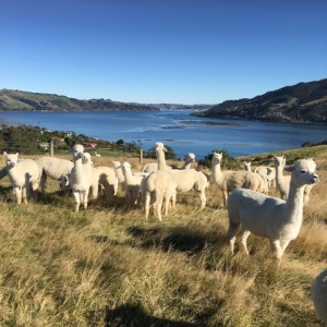 アルパカストールフェア　Alpaca Stole Fair