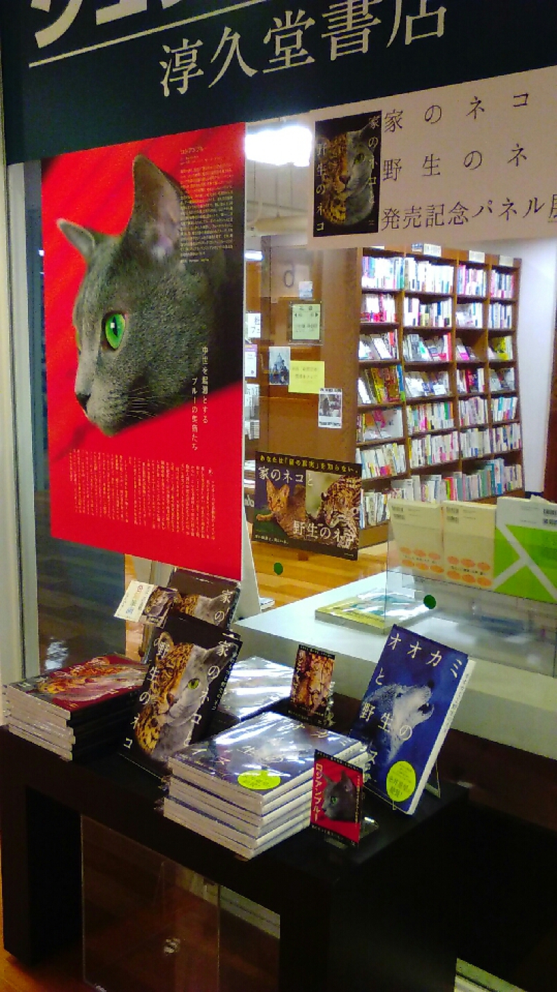 Honto店舗情報 家のネコと野生のネコ パネル展
