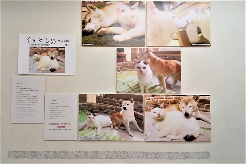 Honto店舗情報 写真集 くぅとしの 認知症の犬しのと介護猫くぅ パネル展